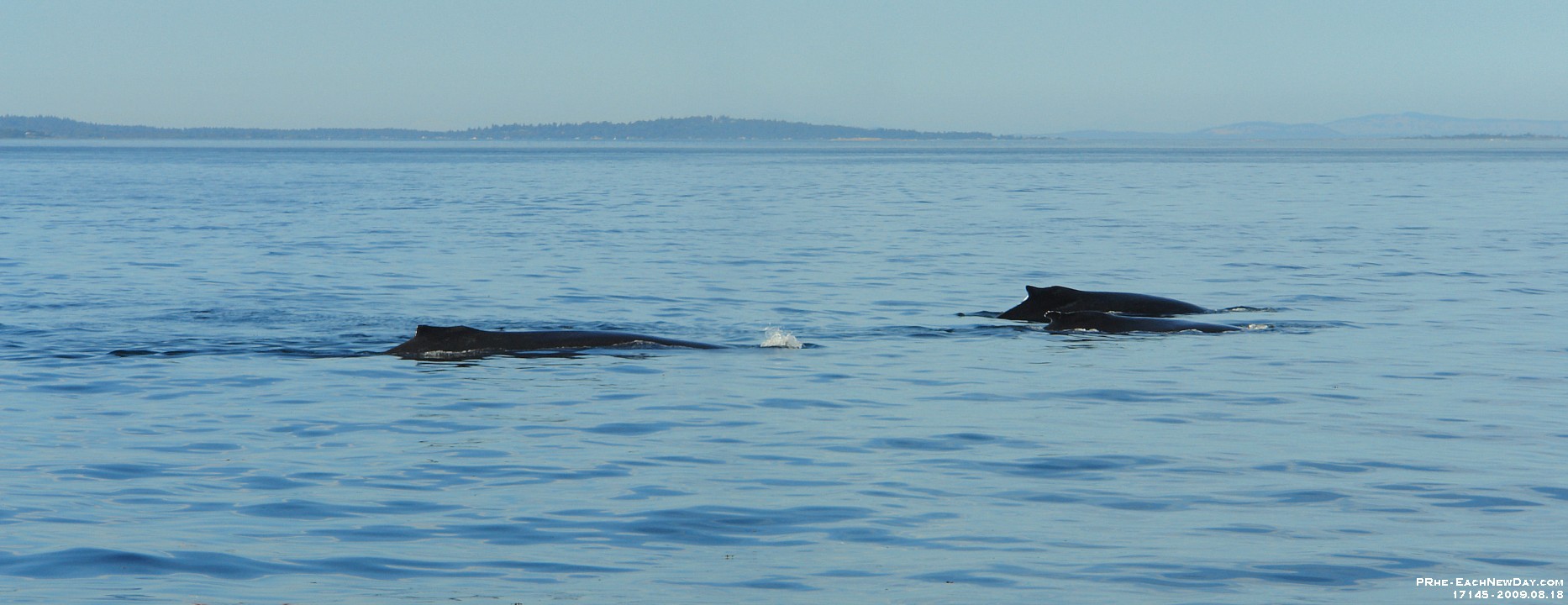 17145RoCrReLeSh - Whale watching, Victoria-1